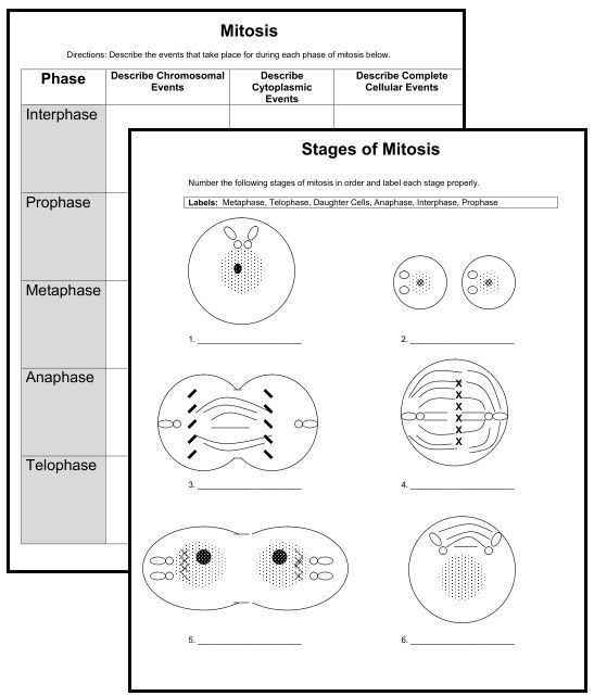 Printables  Mitosis Worksheet  Lemonlilyfestival Worksheets Printables