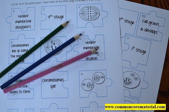 Mitosis Puzzle Activity