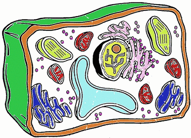 Plant Cell Coloring Answer Key
