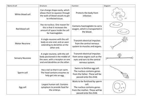 Active And Passive Transport Worksheet
