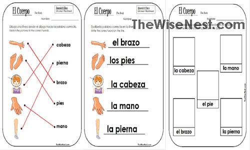 Body Parts In Spanish Worksheet Adding And Subtracting Integers