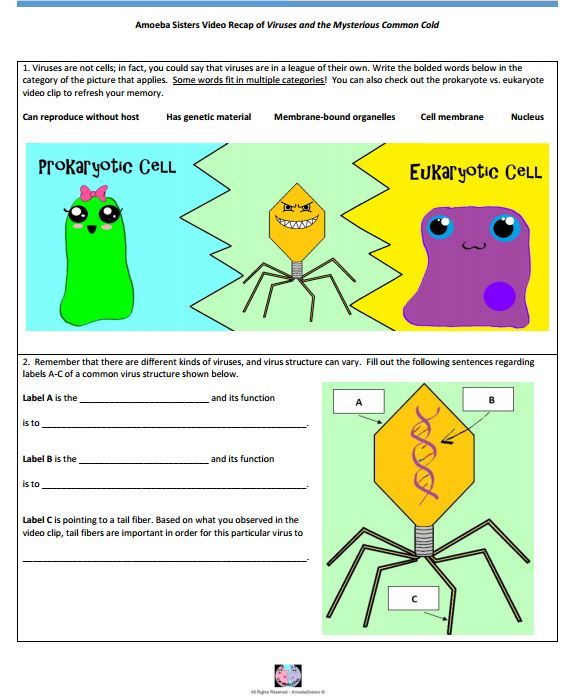 Virus Handout Made By The Amoeba Sisters  Click To Visit Website