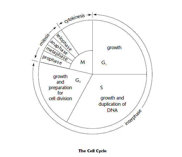Cell Cycle And Mitosis Worksheet Answers 4th Grade Worksheets Life