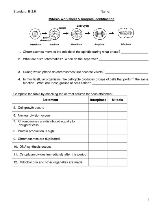 Cell Division Mitosis Worksheet Answers