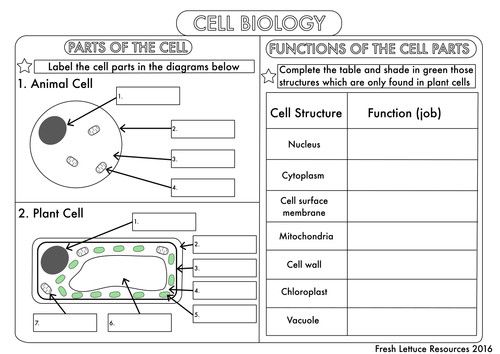 Cellular Structure And Function Worksheet