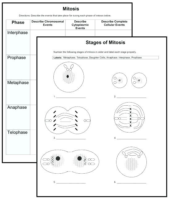 Mitosis Worksheets And Diagram Identification â Openlayers Co