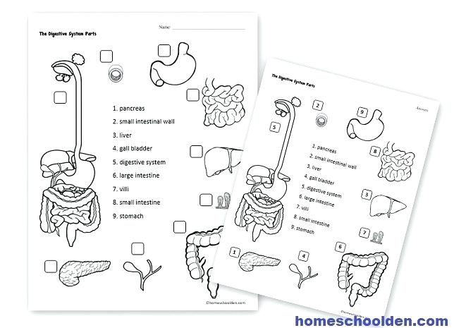 Free Digestive System Worksheets