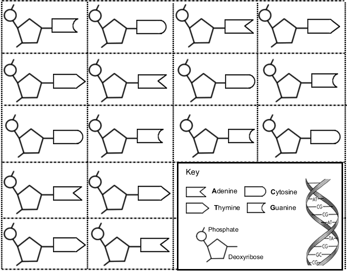 Constructing A Dna Ladder Key