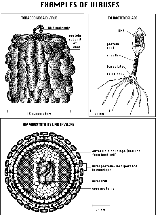 Biological Diversity I