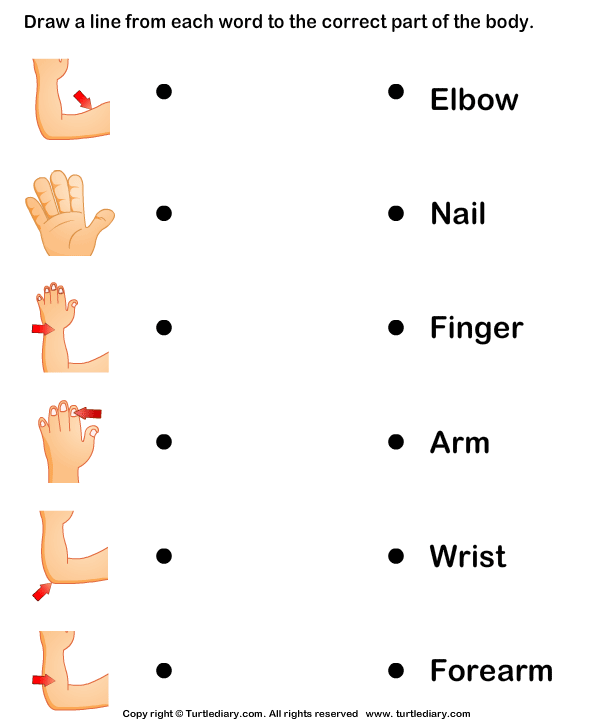 Human Body Parts Name Worksheet