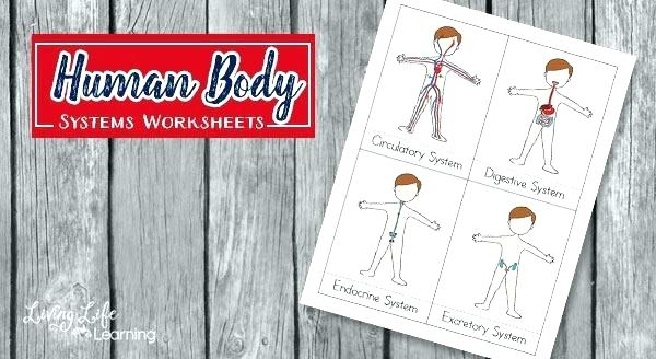 Human Body Systems Worksheets For Kids 1 Worksheet Answers Grade 4