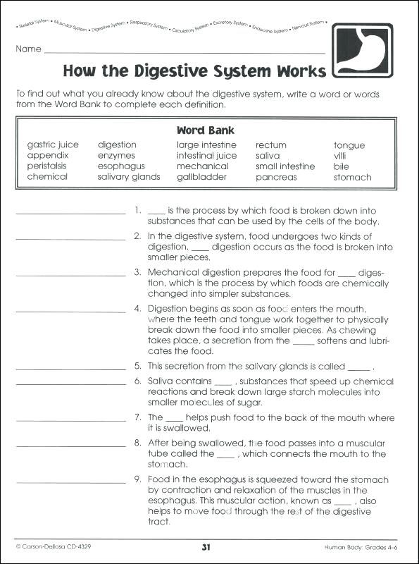 Human Body Systems Worksheets Middle School