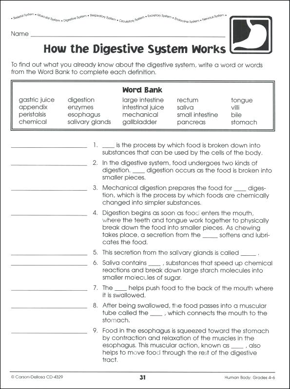 Human Body Systems Worksheets Middle School â Deffufa Info