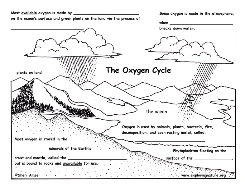Oxygen Cycle Description And Assessment