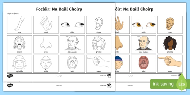 Parts Of The Body Vocabulary Worksheet   Worksheet Gaeilge