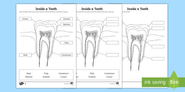 Inside A Tooth Labelling Worksheet