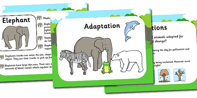 Adaptation Powerpoint And Worksheets Pack