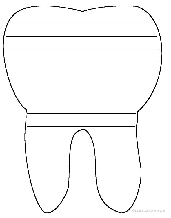 Tooth Anatomy