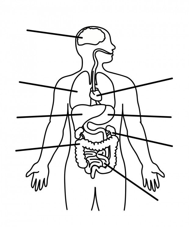 Human Body Organs Worksheets For Kids