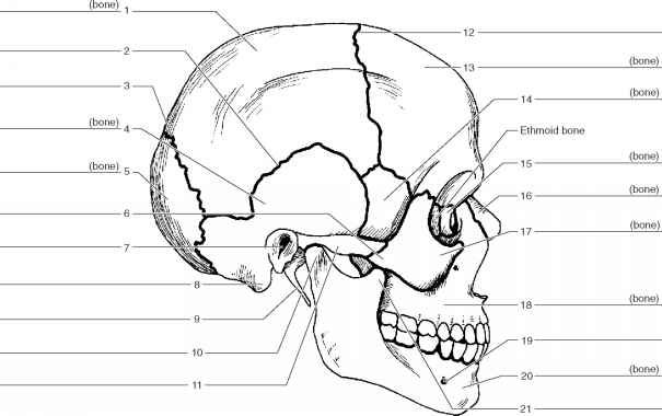 Found On Bing From Www Guwsmedical Info