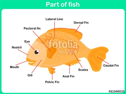 Leaning Parts Of Fish For Kids