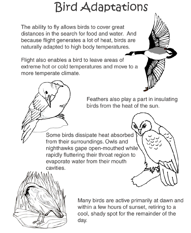 Bird Adaptations