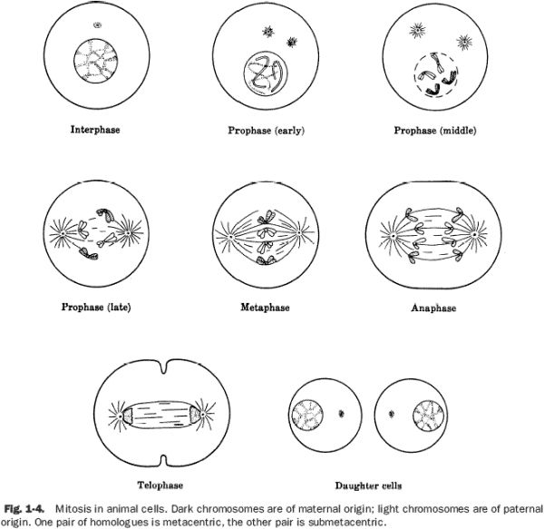 Pin Oleh Alifiah Di Coloring Pages