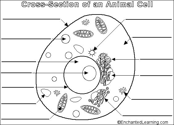 Animal Cell Diagram Blank Worksheets