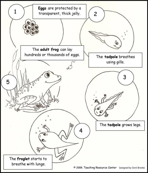 Download Our Free Life Cycle Of A Frog Printout For Your Kids To