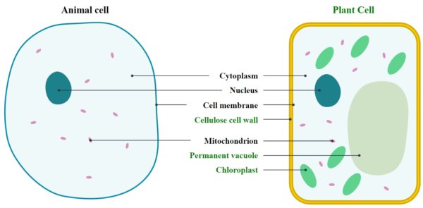 Life Science Basics For The Ged
