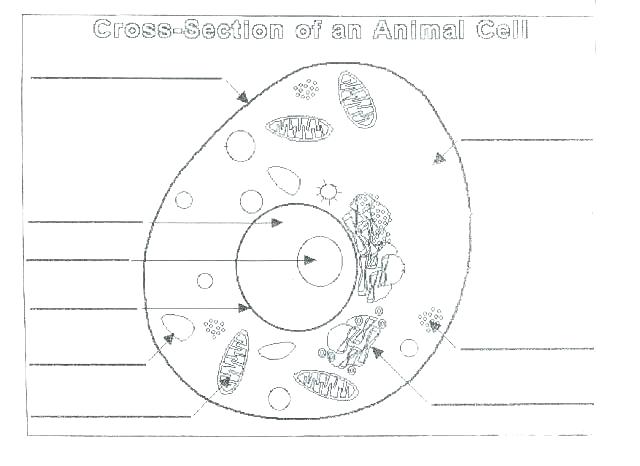 Cell Labeling Diagram With Answers