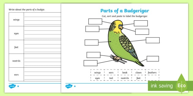 Parts Of A Budgie Differentiated Worksheet   Worksheets