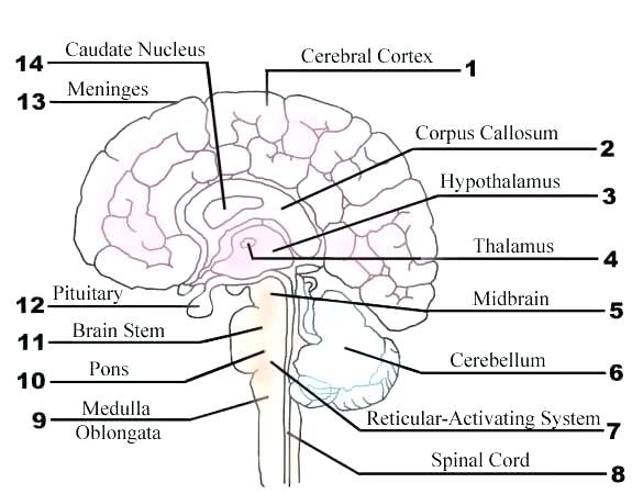 Best Brains Worksheets Label Brain Parts Worksheet The Of Image