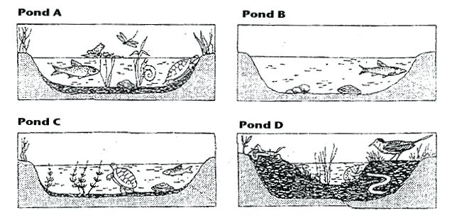 Food Web Worksheet Middle School Unique Mesmerizing High School