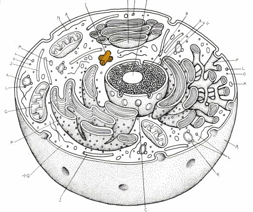 Blank Animal Cell Worksheet