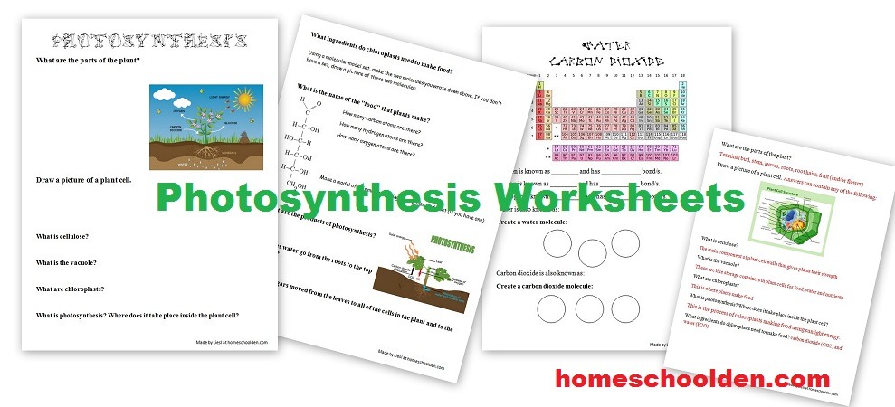 Free Photosynthesis Worksheets