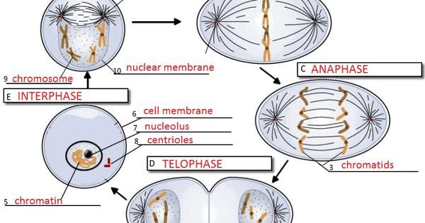 Cell Cycle Worksheets Answer Key