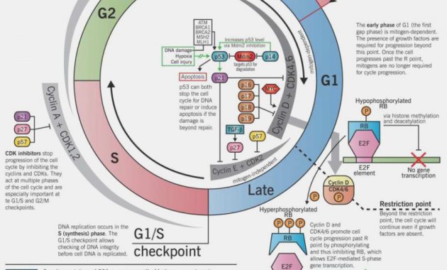 Cell Cycle Labeling Worksheet Gallery Worksheet For Kids Maths