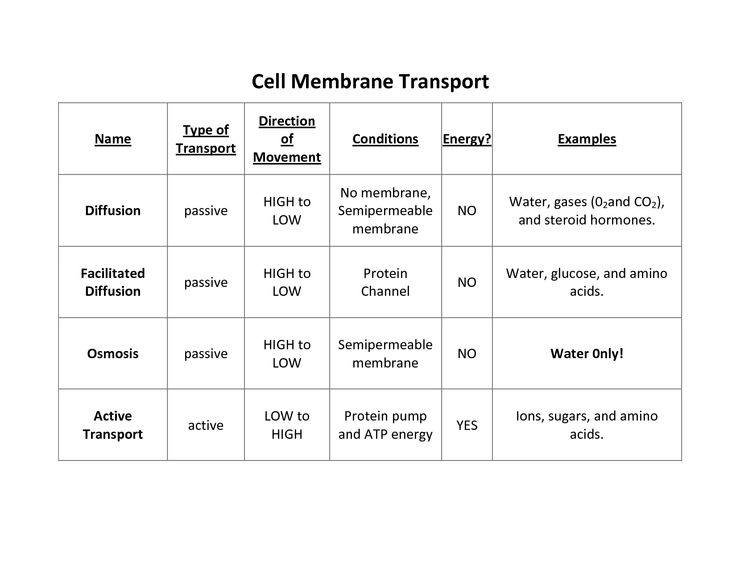 Transport Across Cell Membrane Worksheets Answers