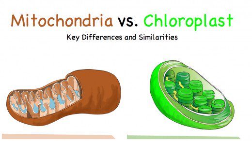 Chloroplasts And Mitochondria Worksheets Answer Key