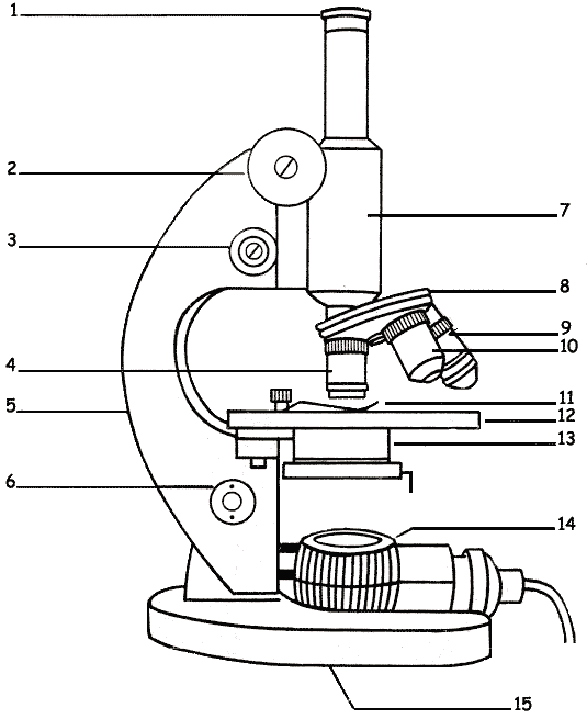 Microscope Parts Sketch At Paintingvalley Com