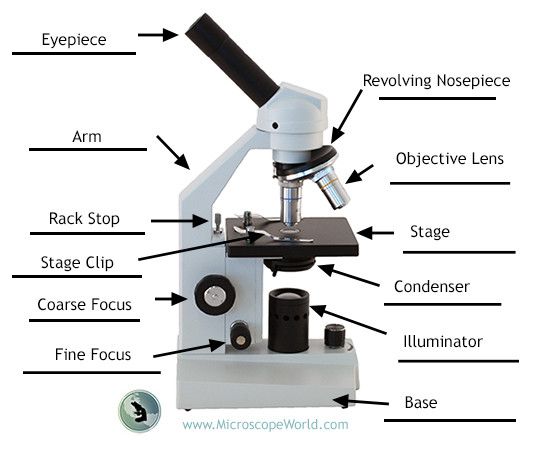 Pin On Science Activities With Microscopes
