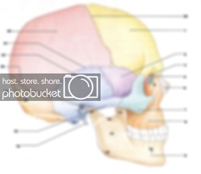 Anatomy Of Right Lateral Aspect Of Skull Quiz