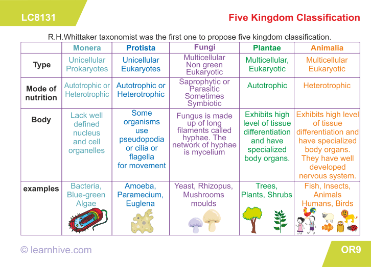 Learning Card For Five Kingdom Classification