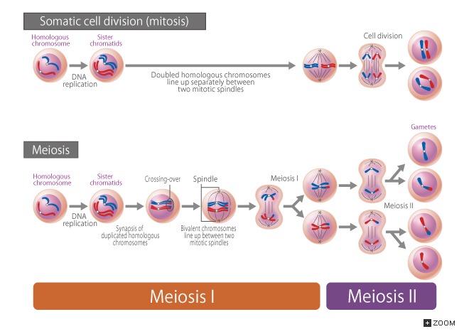 18 2 Somatic Cell Division (mitosis) And Meiosis