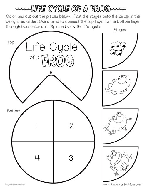 Frog Life Cycle Printables