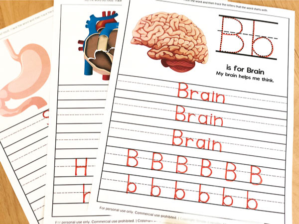 Human Body Worksheets For Kindergarten & Up