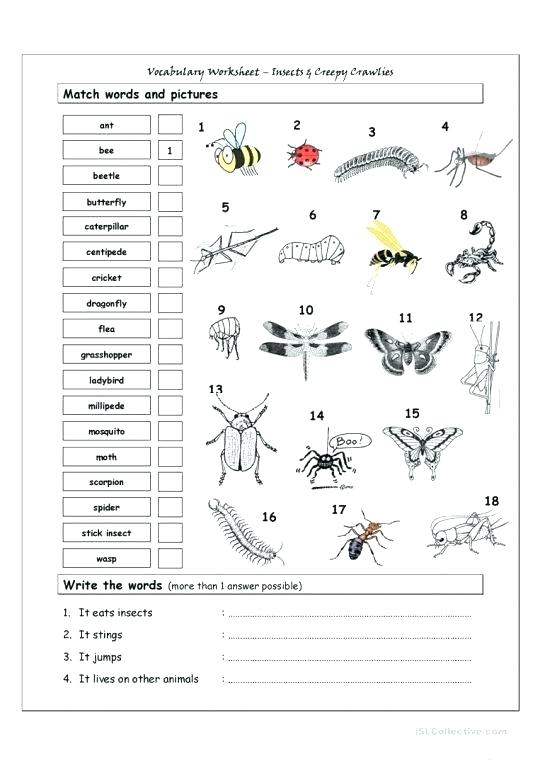 Free Printable Insect Diagram