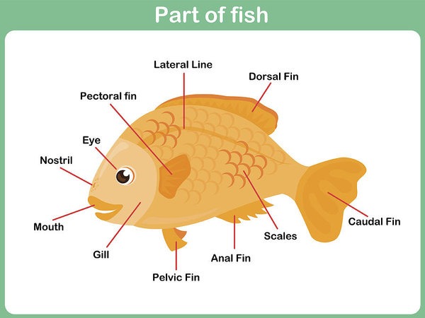 Leaning Parts Of Fish For Kids