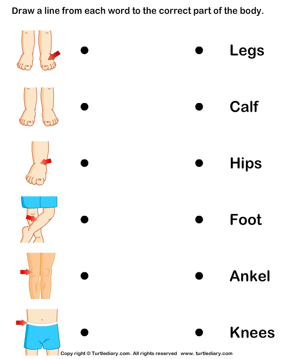 New Worksheet For Preschool Body Parts